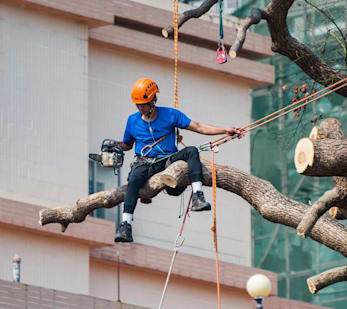 Photo de l'ébranchage d'un arbre