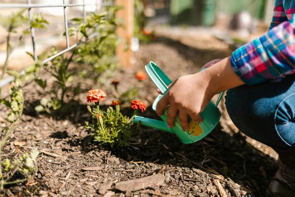 Utilisation de paillis pour jardin