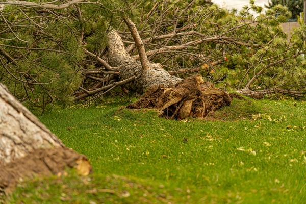 Arbre non entretenu qui a causé des dommages matériels